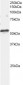 Goat Anti-ARFGAP3 Antibody